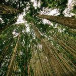 Claudine Harber Profile Picture