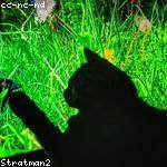 Alfreda Gutmann Profile Picture