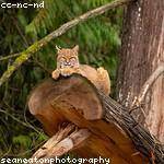 Newell Bechtelar Profile Picture